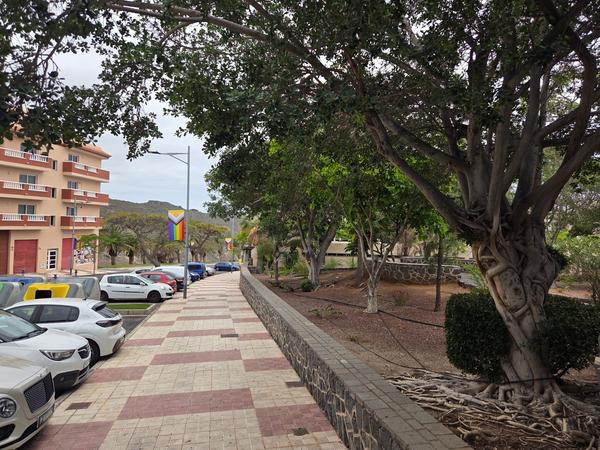 Viale con grandi alberi, radici esposte e bandiere colorate nei pressi della zona municipale.