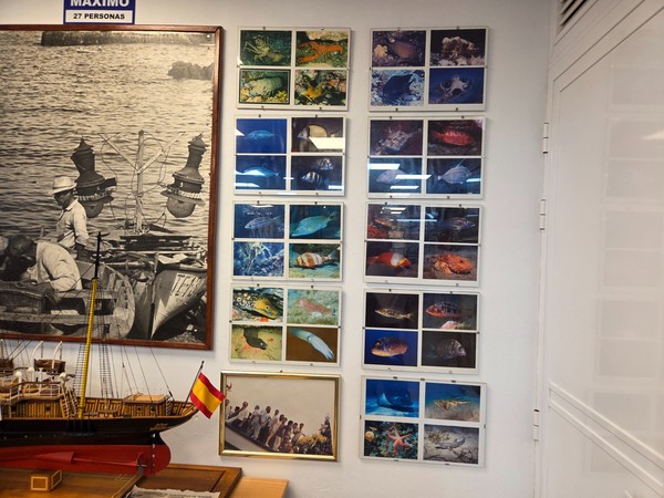 Griglia di fotografie subacquee che mostrano specie di pesci e fauna marina tipica dell’Atlantico vicino alle Canarie.